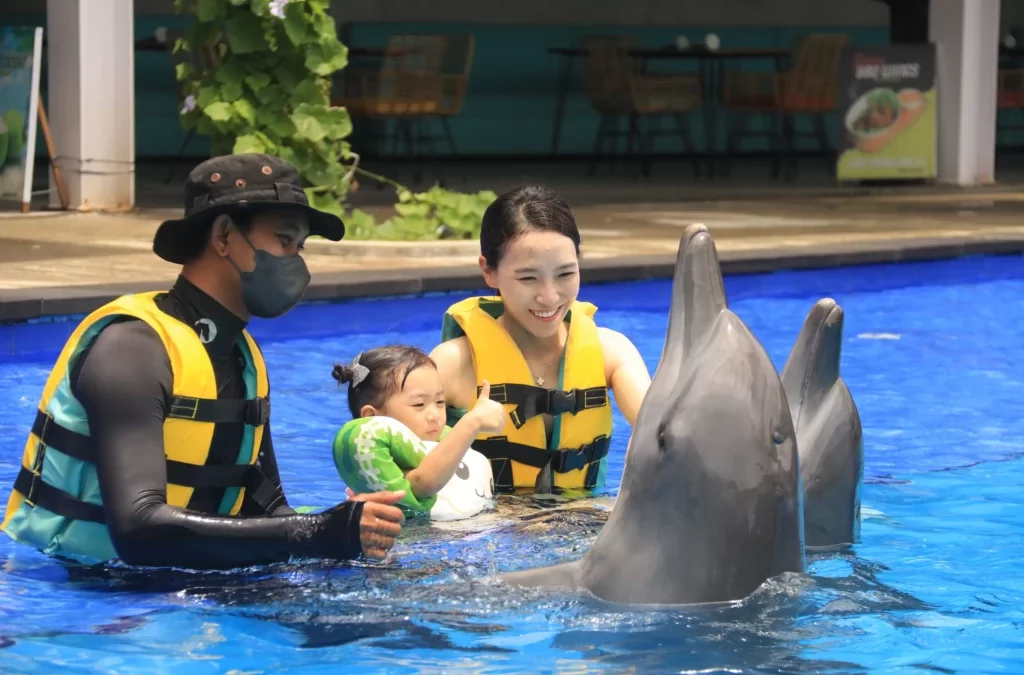 dolphin-swim
