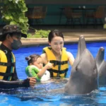 dolphin-swim