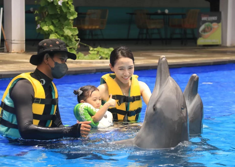 dolphin-swim